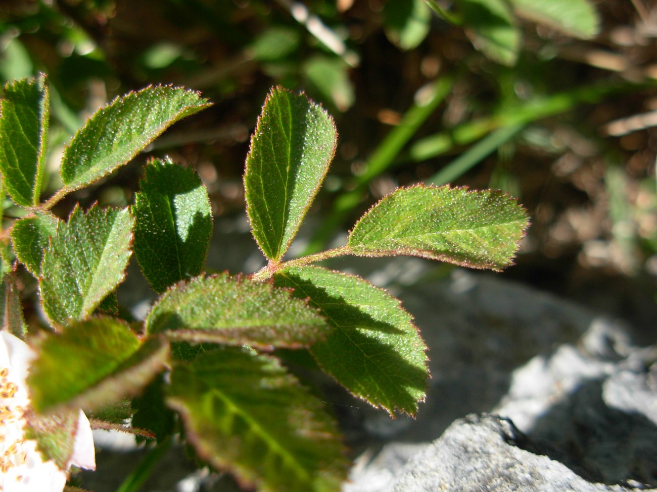 Rosa pulverulenta M. Bieb. / Rosa vischiosa